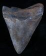 Bargain Megalodon Tooth - River Find #3794-2